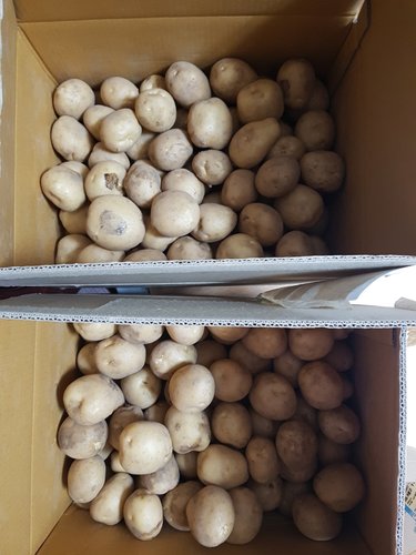 황토에서 자란 감자 10kg(중)