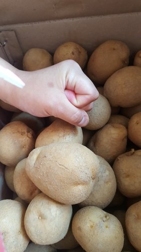 24년 국내산 햇 수미  감자 10kg (특,왕특)