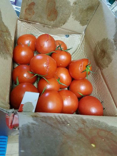 스테비아 토망고 토마토 1kg