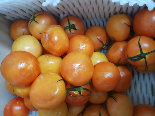 [남도의맛]자연을 닮은 전라도 토마토 정품 5kg (4-5번/중소과)