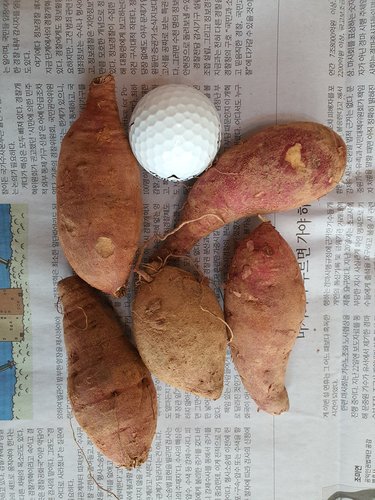 23년 수확 김민상님의 고창 황토밭 햇 꿀고구마 베니하루카 중 5kg