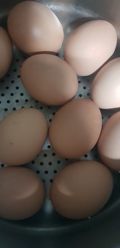 올계 유기농 자연방사 동물복지 유정란 1번 계란 20알 (10구2세트)