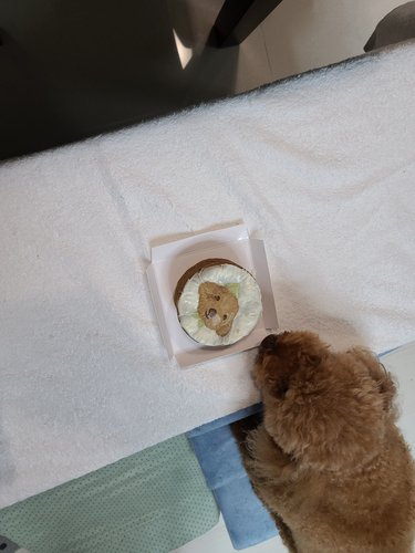 [그냥,점례] 너를 그린 강아지 생일케이크(중)