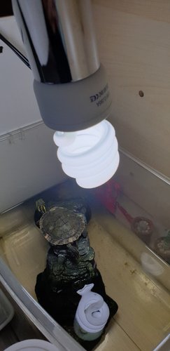 럭키허프 데저트 UVB 10.0 파충류 램프 13W (사막용)