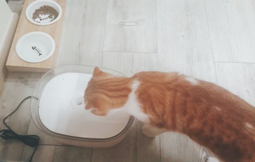 바비온 반려동물 강아지 고양이 정수기 H2 급수기 자동 물그릇