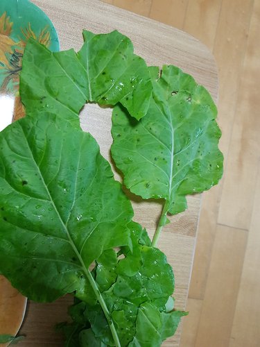 [자연맛남] 유기농 쌈케일 1kg