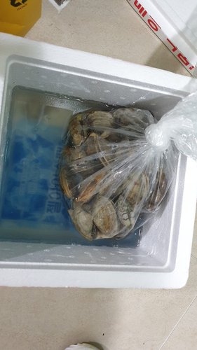 [남해바다] 바지락 1kg