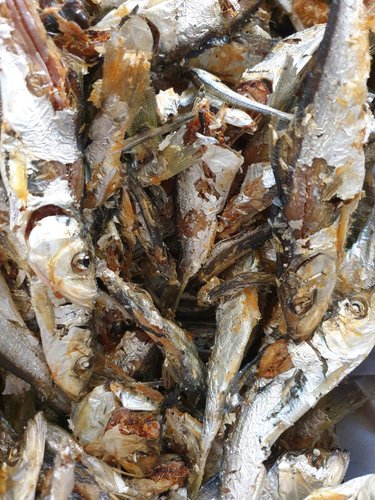 엄마애바다 정어리 1.5kg  국산 구이 조림 멸치 단독판매 등푸른 생선