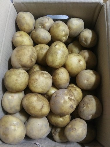 [맛딜] 포슬포슬 국내산 감자 5kg 소(50-70g내외)