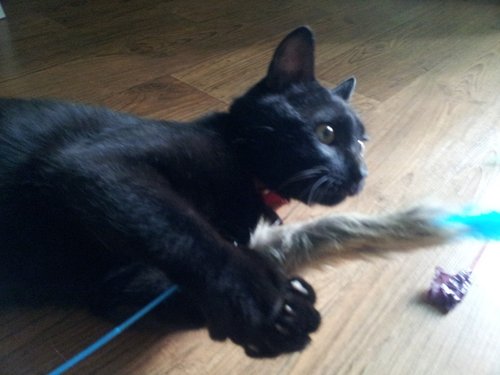 나우 프레쉬 어덜트 고양이 7.2kg