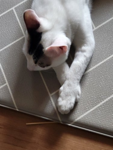 나우 프레쉬 어덜트 고양이 7.2kg