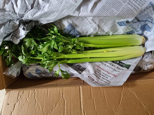 샐러리 (Celery) 1포기 1kg 내외