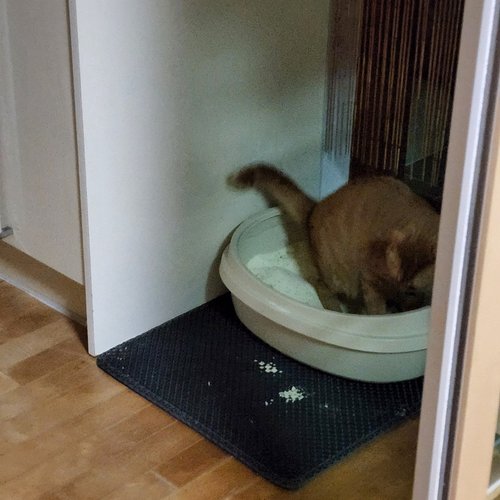 [SSG직배송] 가필드 고양이 모래 파랑 4.53kg *4개(박스)