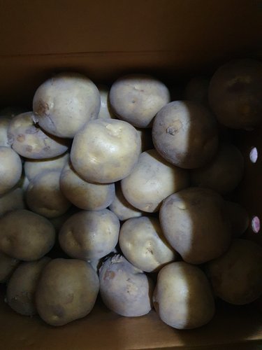[이정식님 생산] 햇 수미 감자 5kg 대