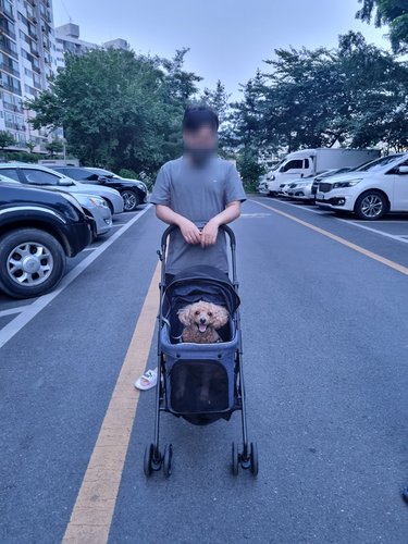 [SSG 비밀특가][버디두기] 라이더 몰티2 블루 강아지 유모차 (소형견)
