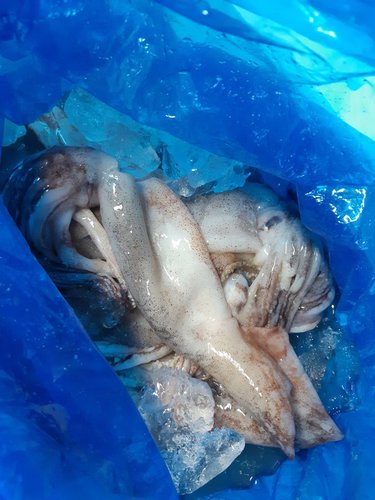 자연산 오동통 통찜용 통오징어 1kg (kg당 7~14미내외)