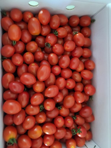 [특가상품]대추 방울 토마토 5kg 4-5번과