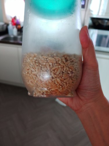 고대곡물 정품 카무트 쌀 500gX3봉