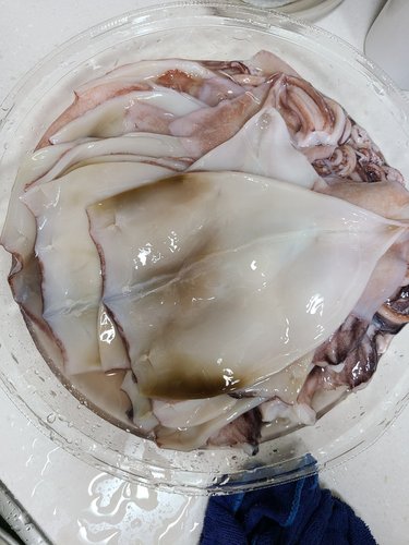 자연산 오동통 통찜용 통오징어 2kg (kg당 7~14미내외)