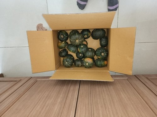 [유명산지] 자연맛남 제주 미니 단호박 밤호박(보우짱) 10kg (특품)