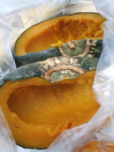 [유명산지] 농협선별 영암 밤호박 단호박 5kg (10-12입)