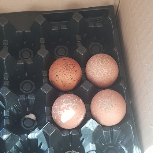 HACCP가공 구운 계란 한판(30알)