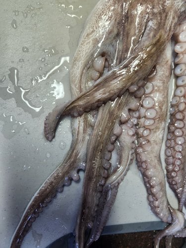[자연맛남] 남해안 생물 활 돌문어 1kg내외(1-3미)