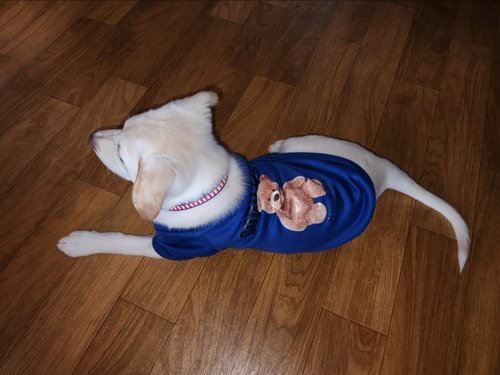 강아지옷 강아지 티셔츠 데일리옷 편한옷 고양이옷 - 마이베어티셔츠