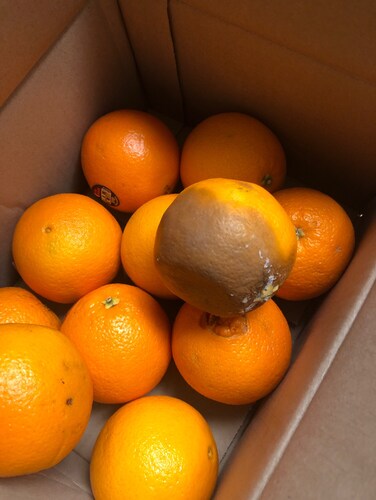 식탐대첩 카라카라 오렌지 중과10개 약2kg