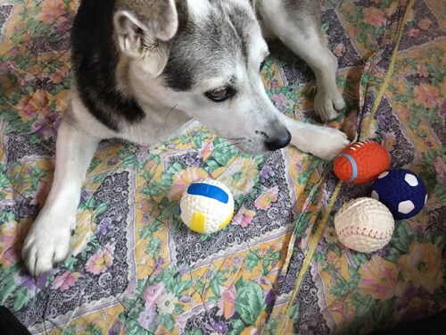 애구애구 강아지 공 대형견 장난감 삑삑이 라텍스볼