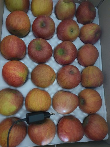 [더조은] 경북 부사 사과 가정용 10kg (과수선택)