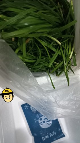 [오늘의채소] 국내산 노지 부추 1kg