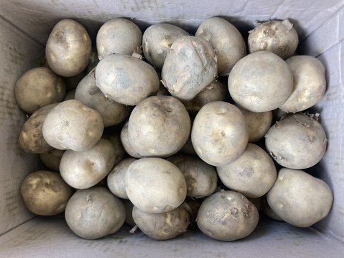 24년 수확 국내산 햇 수미 감자 3kg