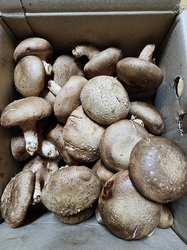 무농약 생 표고버섯 중품 1kg