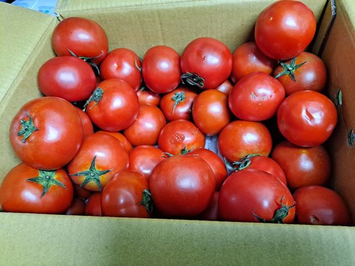 [자연맛남] 유럽종 완숙 찰토마토 5kg 정품