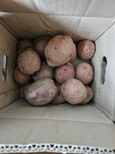 포슬포슬 홍감자 감자 3kg,5kg