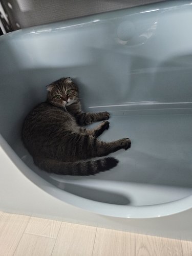 두잇 푸푸박스 롱 고양이 초대형 화장실