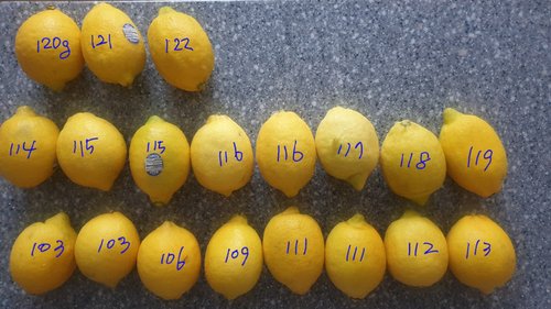 상큼한 정품팬시 레몬 20개(개당 120g내외)