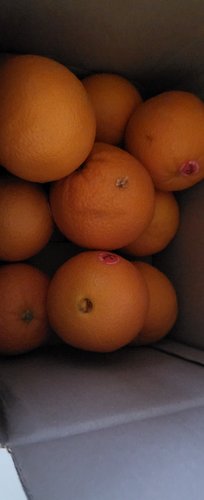 식탐대첩 카라카라 오렌지 중과10개 약2kg