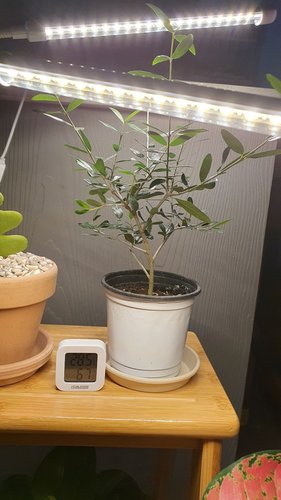 LED 식물등 식물조명 성장 재배 전구 2헤드 STP023L