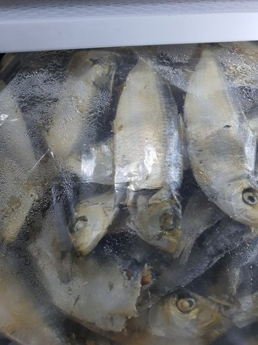 서래푸드 디포리1.5kg 밴댕이 최상급 실속형 육수 다시멸치