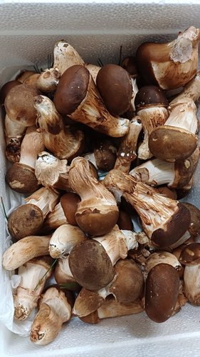 충주 그린드림 참송이버섯 1kg (못난이 파지)