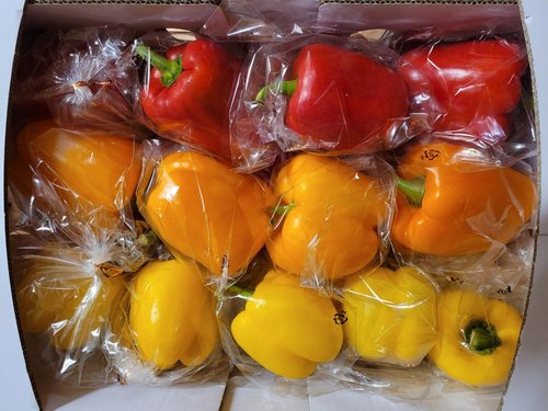 프리미엄 당일수확 개별포장 (레드+오렌지+옐로) 파프리카 5kg