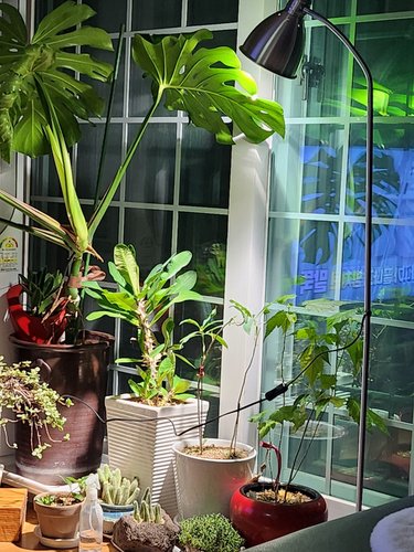 필립스 PAR30 스팟 LED 식물조명 식물등 생장등 테라리움 다육이 식물램프