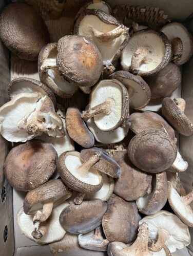 무농약 표고버섯 생표고버섯 하품1kg