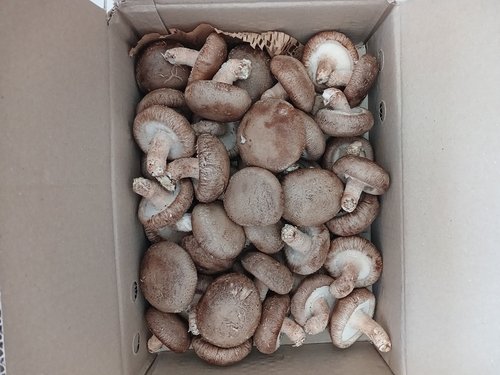 무농약 표고버섯 생표고버섯 중품1kg