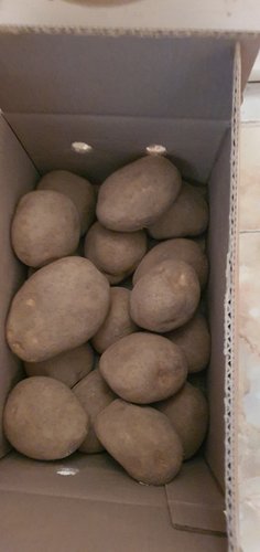 [오늘출발] 포근포근 24년산 감자 3kg (왕특)