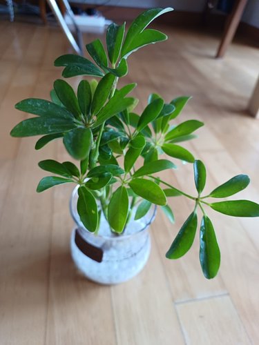 공기정화식물 라인글라스 16종 택 1