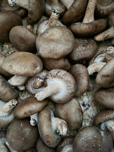 무농약 표고버섯 생표고버섯 중품1kg