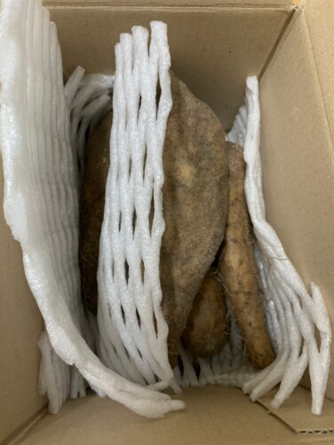 [산지직송] 안동 담백한 산마(중) 1kg